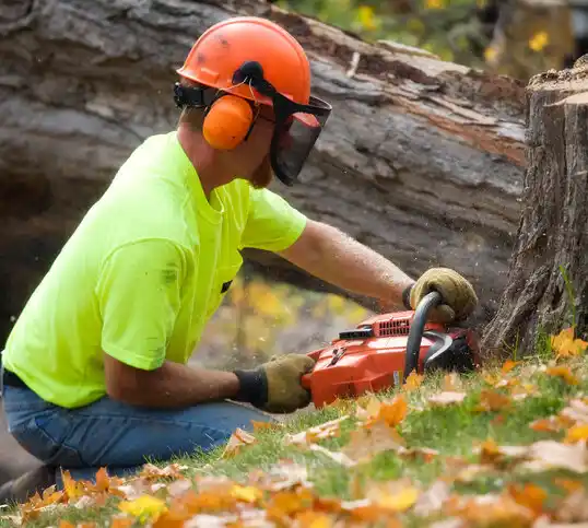 tree services McCool Junction